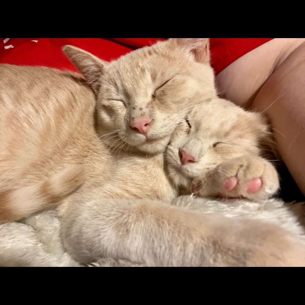 🐾 Meow!! 💕 Kitten Friendly Home! 🐾